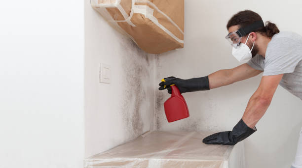 Basement Mold Remediation treatment on basement walls in Seattle